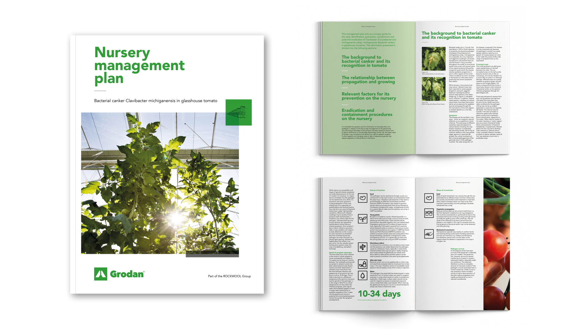 Visual Nursery Management plan bacterial canker tomato