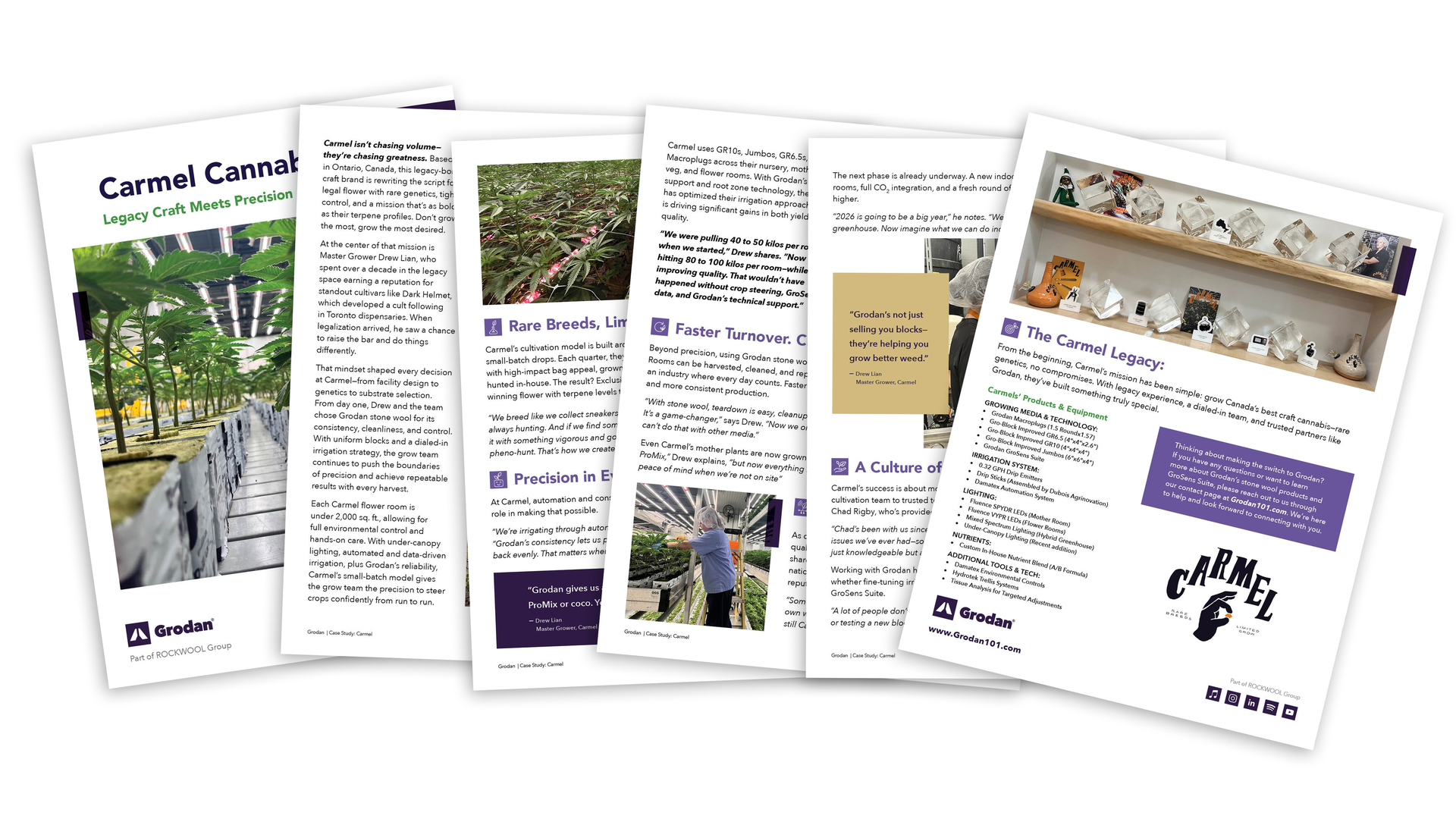 Carmel Cannabis Case Study Cover