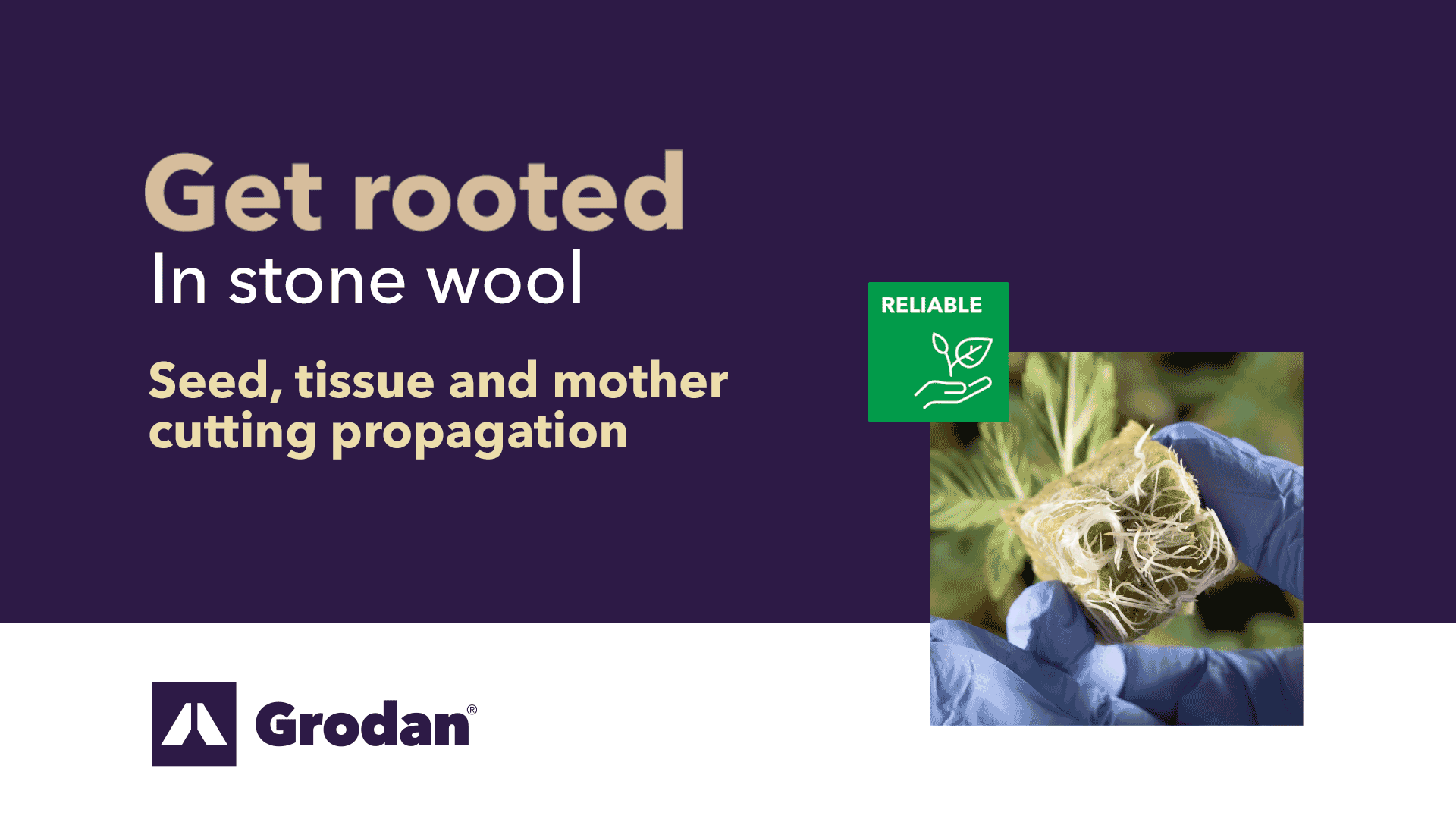 Get Rooted Campaign Gif